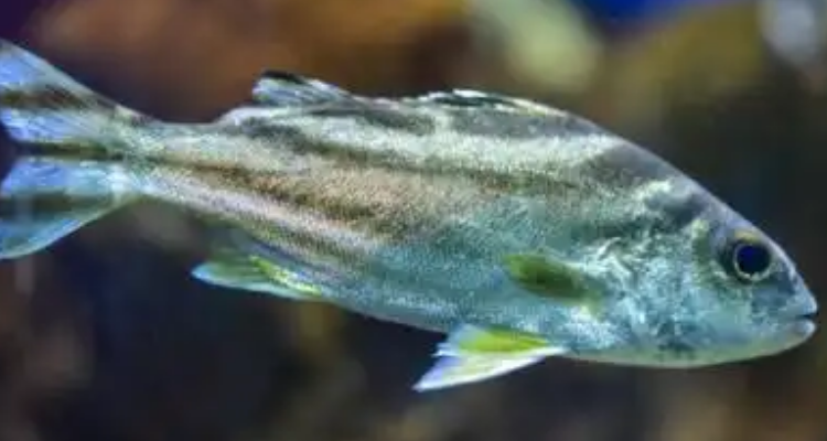 一个鱼一个老一个日在一起是啥字