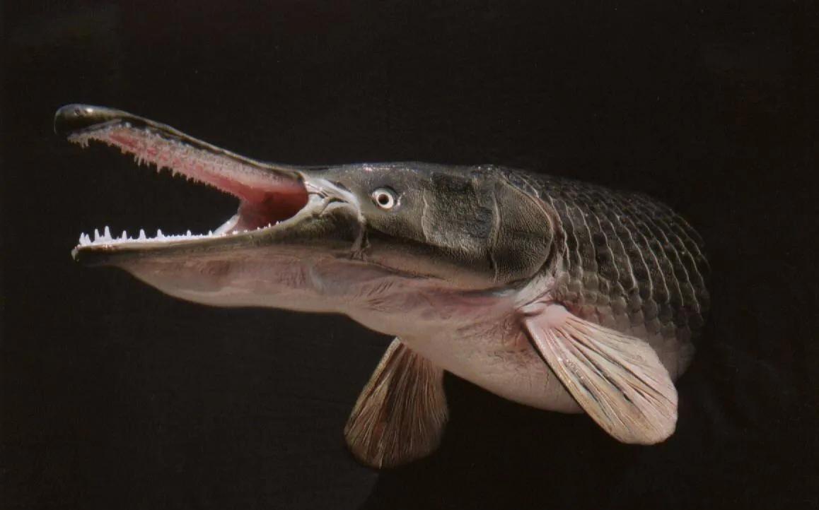 食人鲳,清道夫和鳄雀鳝哪个更厉害?把它们养在一起会怎样?