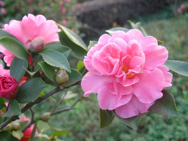 优良花灌木——茶梅植物非试管高效快繁