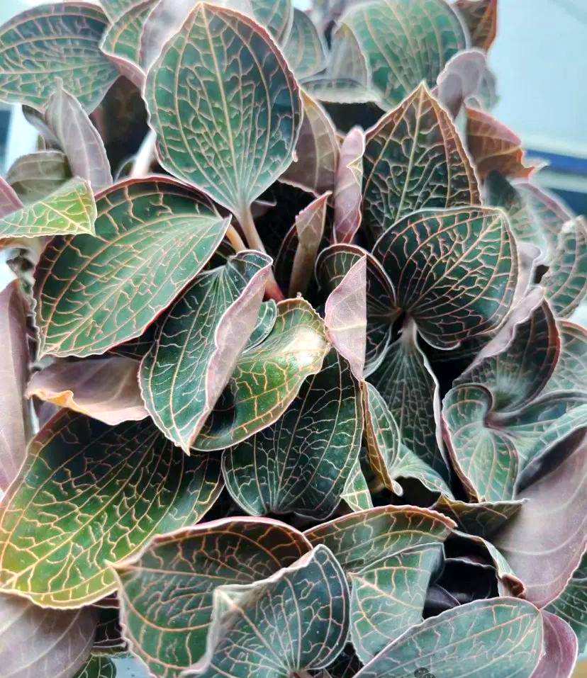 全面解析中草药金线莲:药用功效,食用方法及注意事项