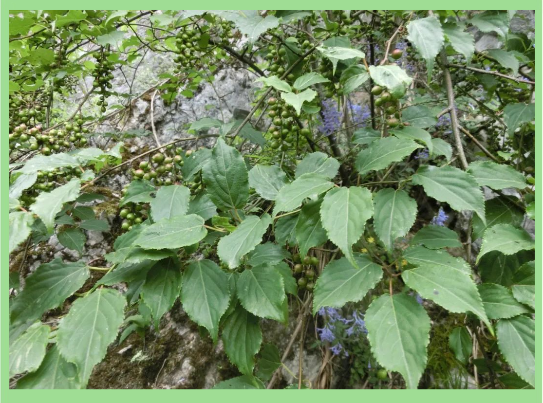 小通草的药理特性及其应用详解