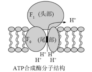 生物vr教學軟件:分子馬達-atp合酶