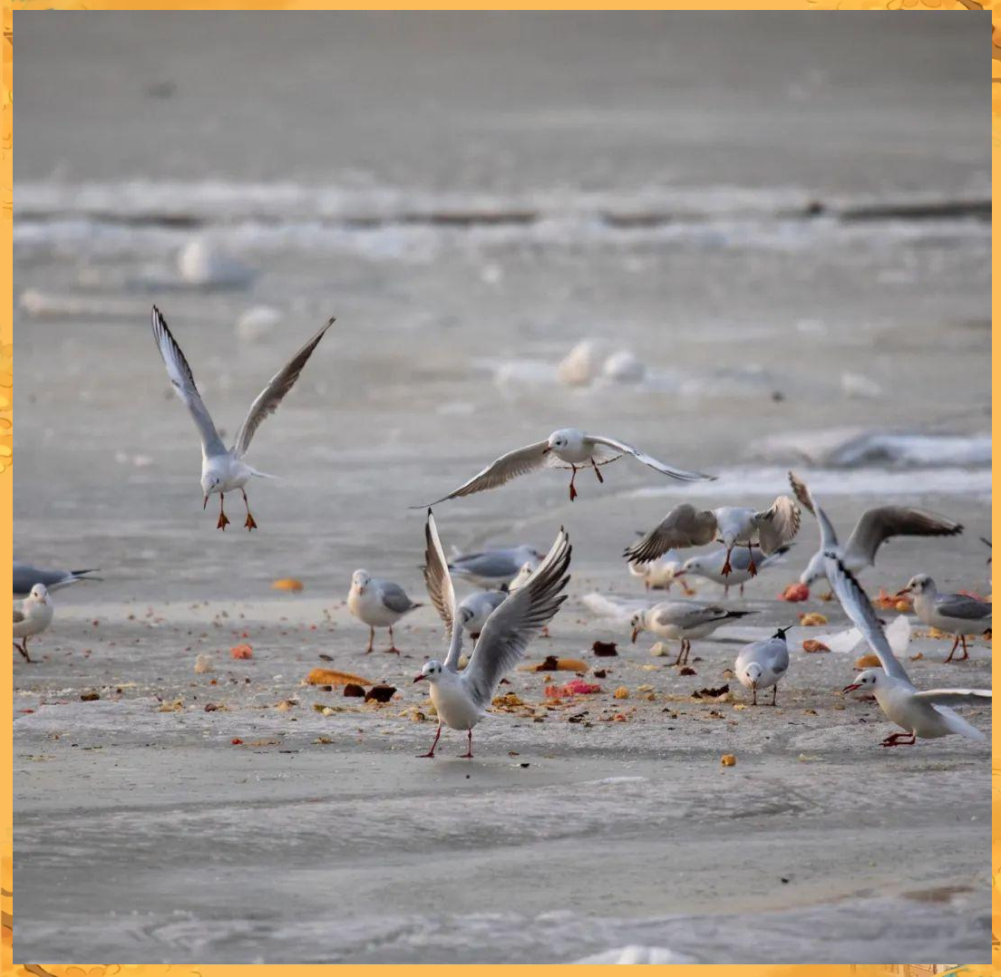 海鸥:多种海鸟的介绍与现象观察