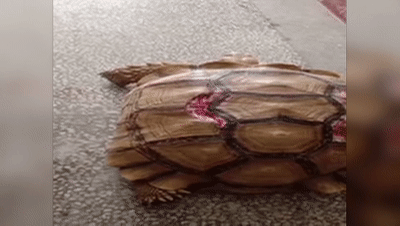 世间能放生生物有多少种_世间能放生生物有哪些_世间不能放生的生物有