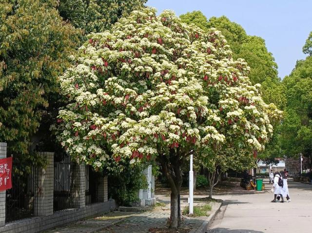 常绿阔叶树图片