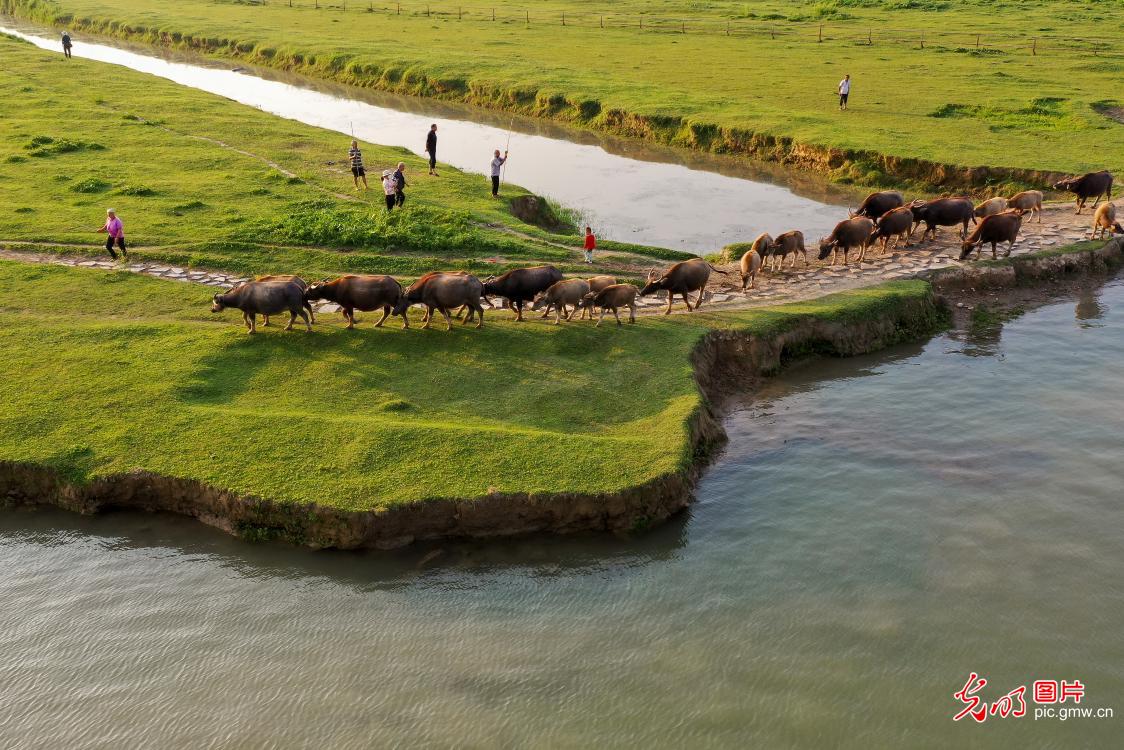 四川蓬安现"百牛渡江"景观