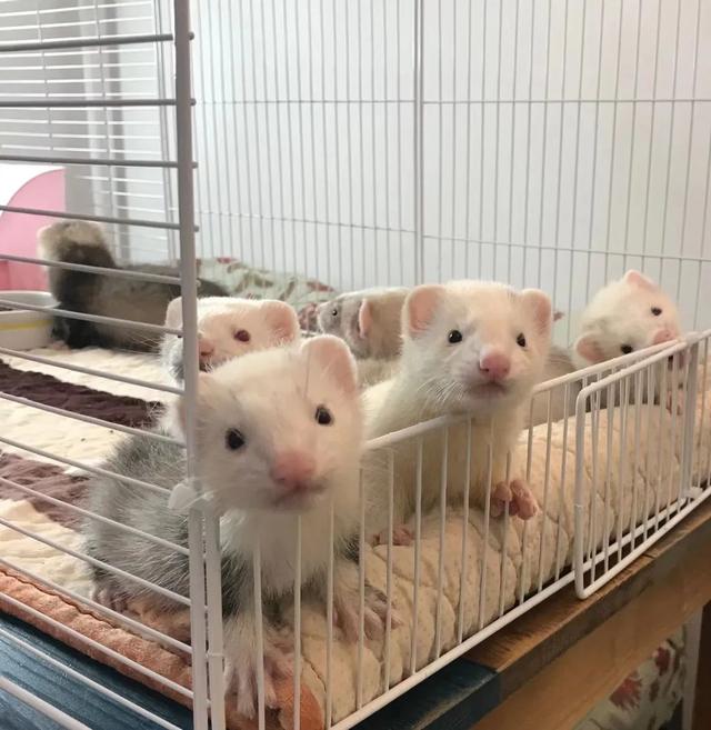 青岛妹子不卖千万游艇,卖毛茸茸闪电貂,7年哄睡过上万只