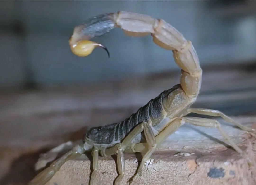 毒蝎子与美味蝎子:了解蝎子界的生存真相