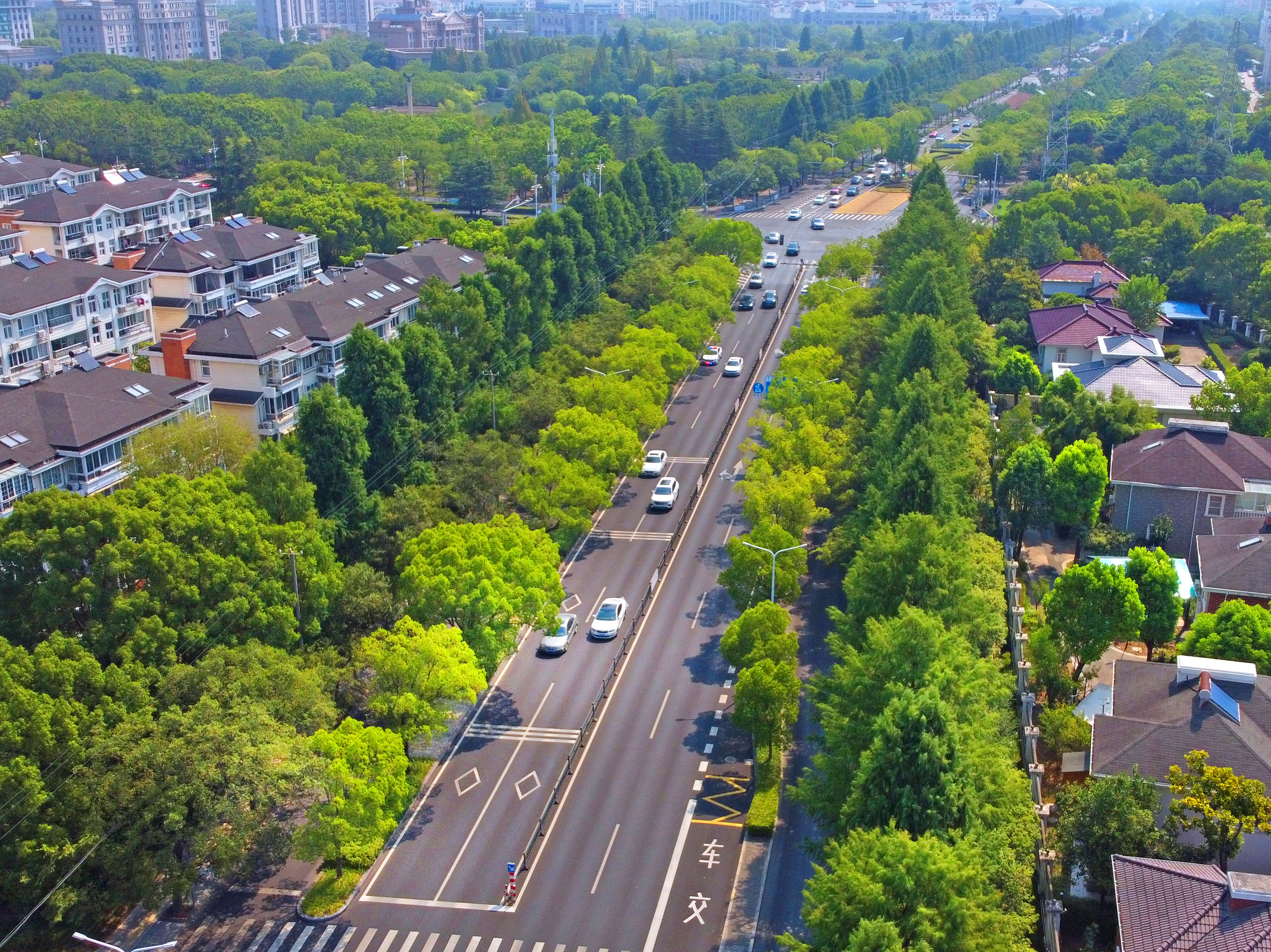 酷暑中送清凉,茸城林荫路绿意正浓