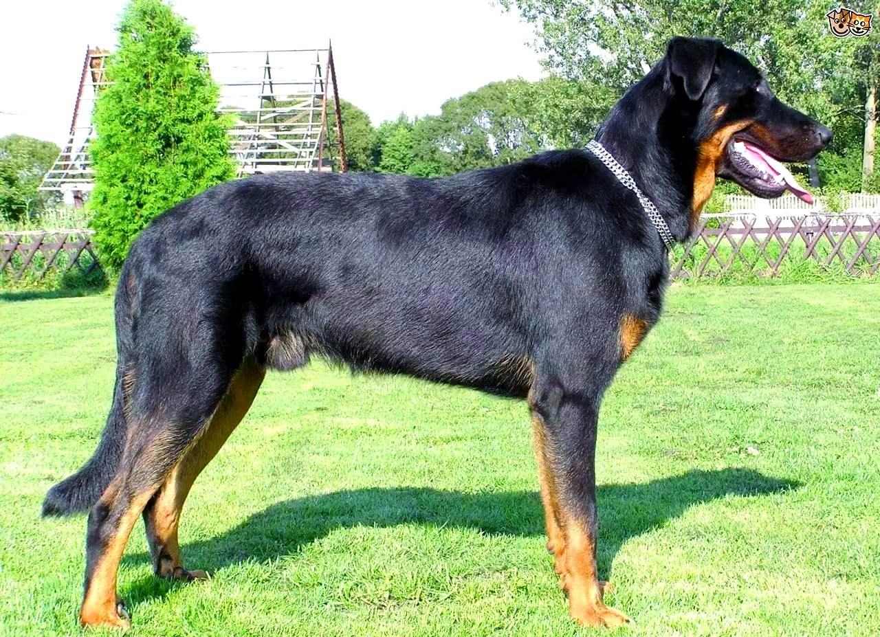 法国狼犬:外表强悍,内心却无比温柔!