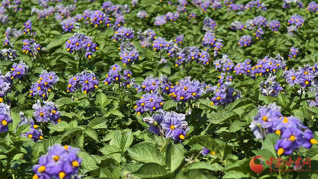 「陇拍客」夏日兰州新区 洋芋花开正盛