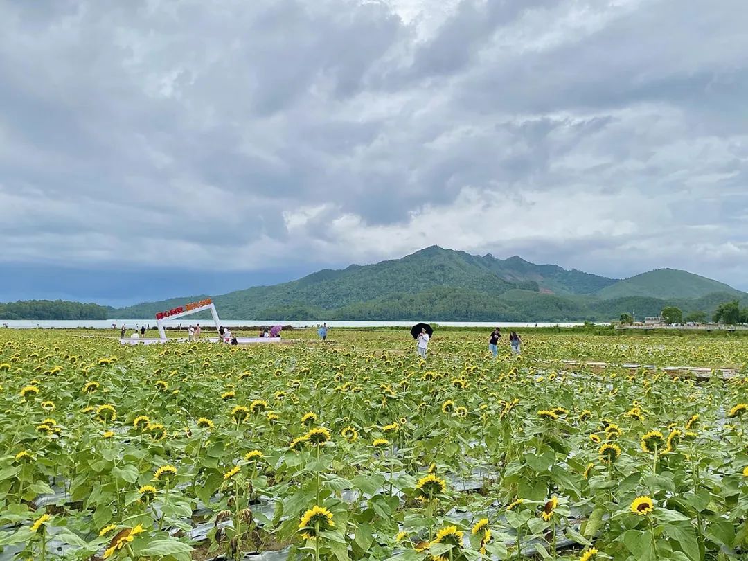 开平向日葵花海来啦!好多人去打卡