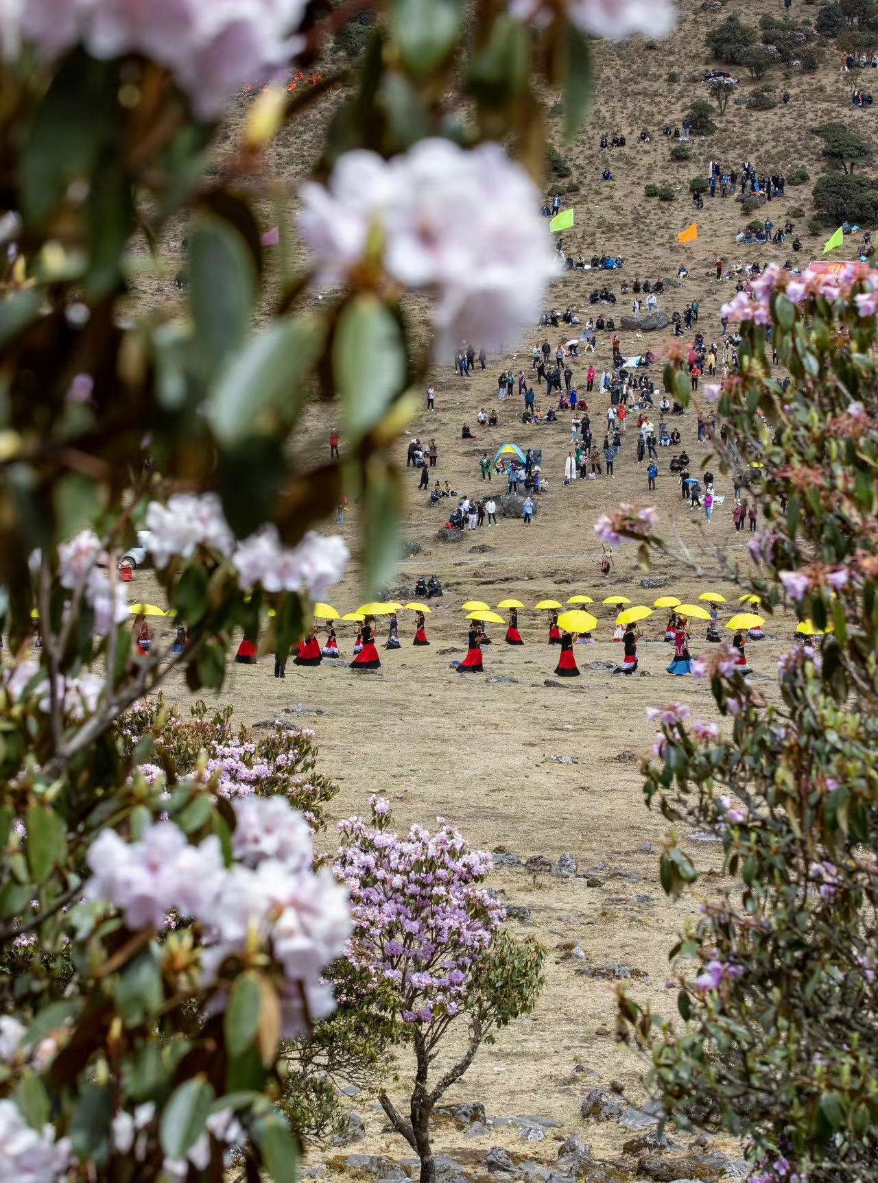 c视频|人美花妍 大凉山盛开索玛花