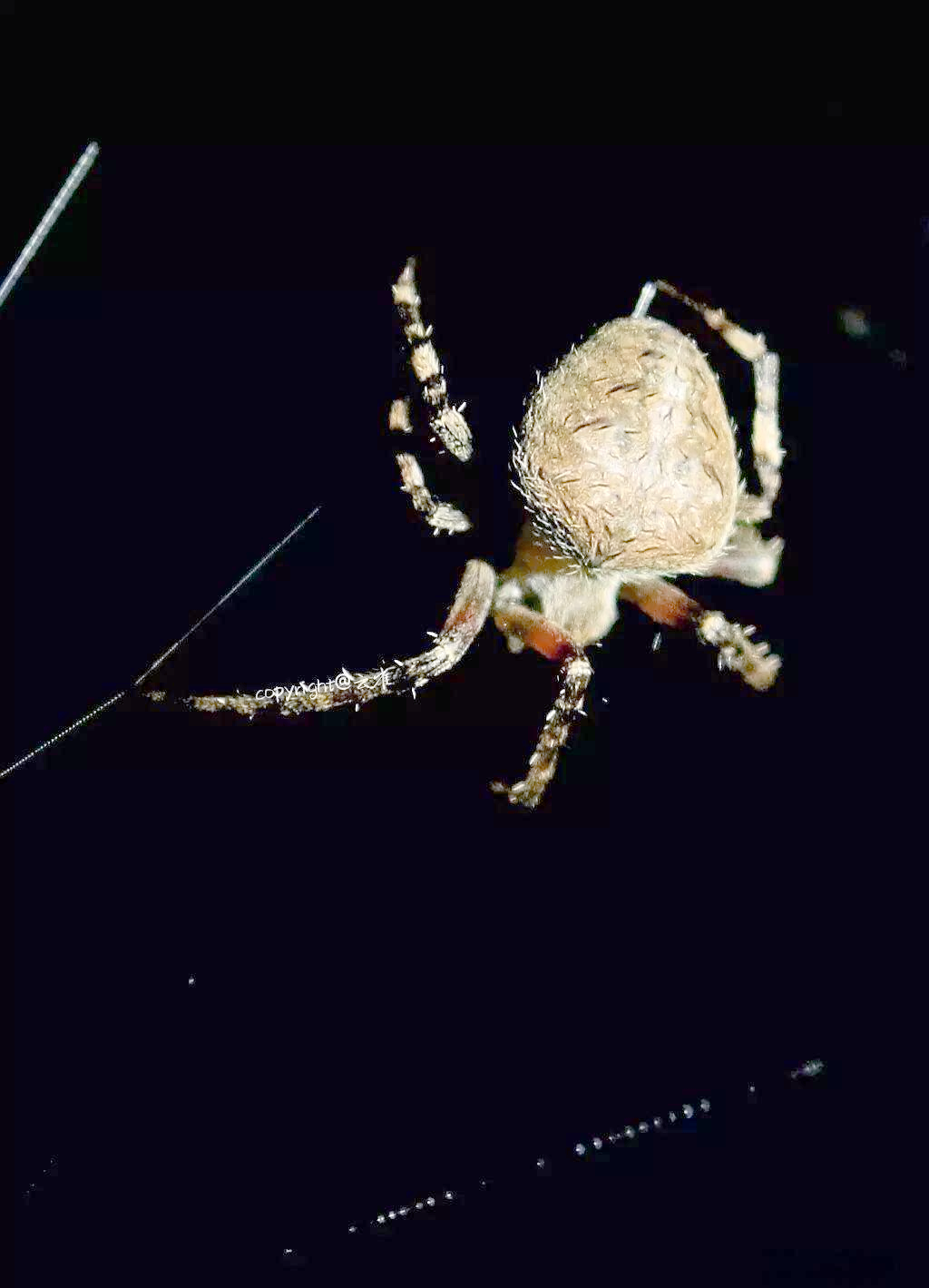 大腹园蛛:常见的蜘蛛种类与特点