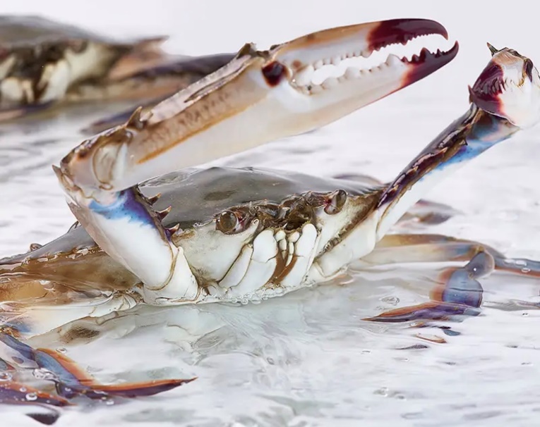 从东海直达餐桌的"顶盖肥"鲜活梭子蟹 尽在京东七鲜超市周末值得买