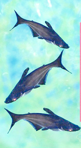 小蓝鲨:一种观赏性强且生长迅速的鱼类