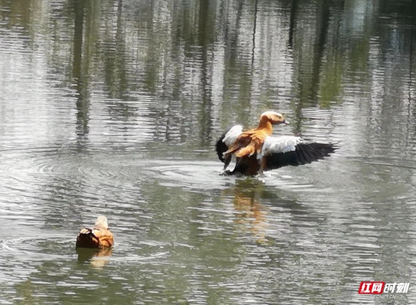 摄影美文丨谭应林:正是秋风阅雨时