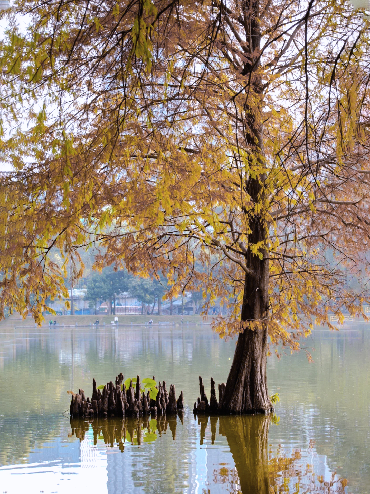立冬,落羽杉叶变红,候鸟回归