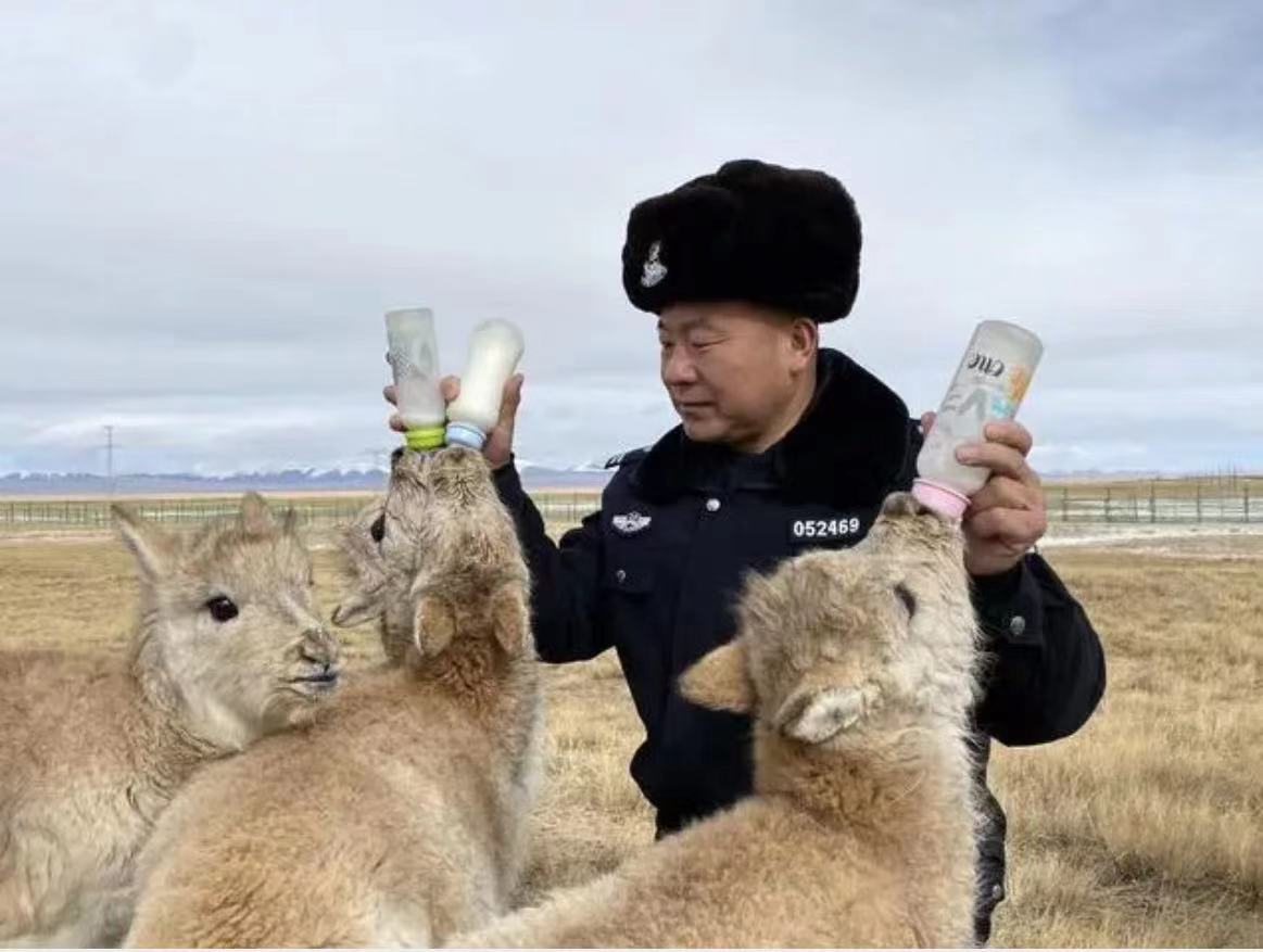 可可西里偷猎现状图片