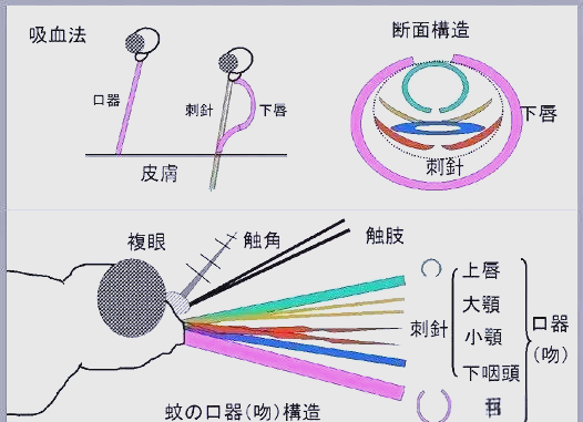 解密蚊子口器:如何通过6根针吸血与传播疾病