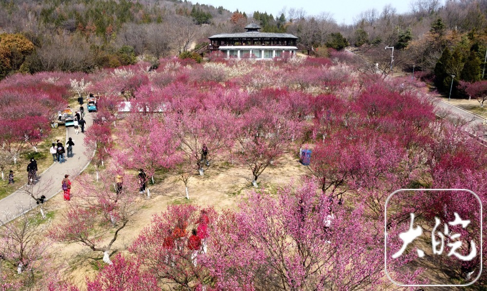 舜耕山梅园图片