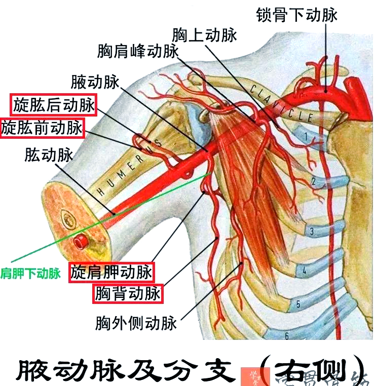 肩关节全揭秘:灵活运动背后的秘密