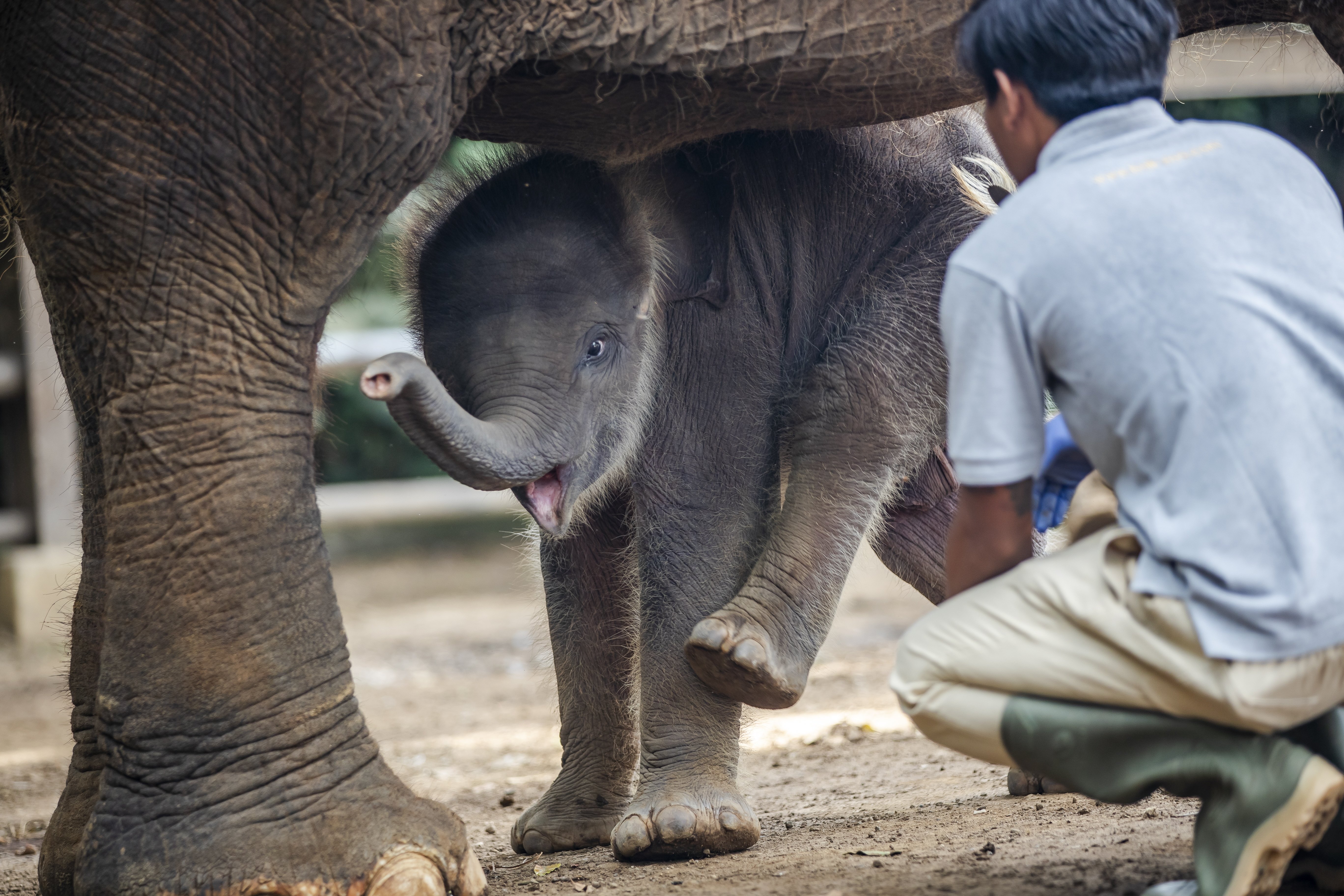 巴厘动物园的小象宝宝