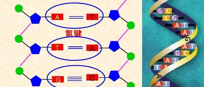 碱基配对图图片