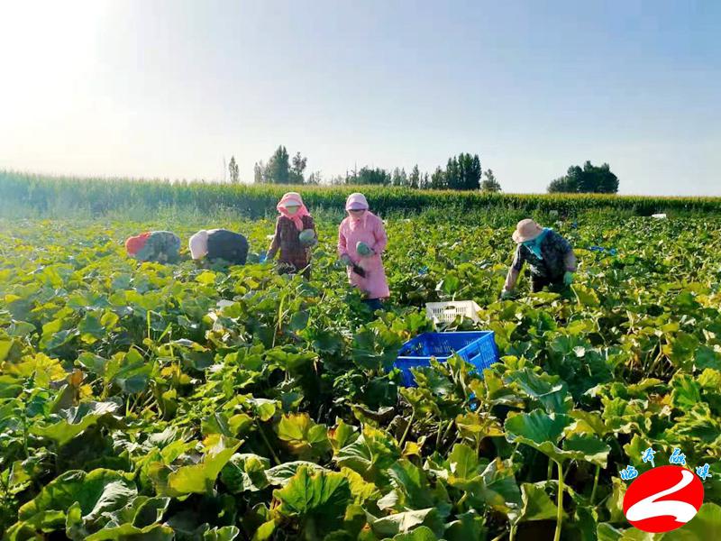 臨澤縣新華鎮:1000畝新品種南瓜陸續成熟走俏市場