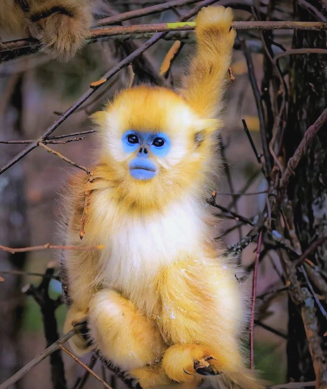 川金丝猴动物界的独特精灵魅力非凡