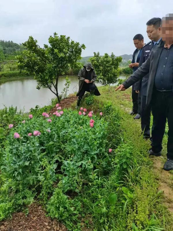 罂粟不是"特效药,非法种植触犯法律!