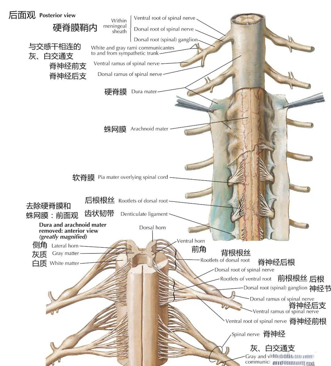 「图谱」脊神经,脊髓,脊柱高清解剖图集