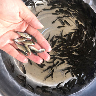 黑脊倒刺鲃苗种培育技术探究