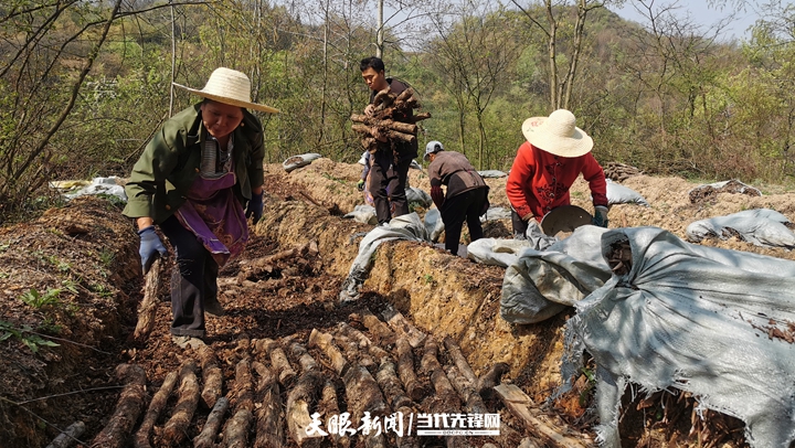 大方:林下种植天麻走出增收致富新路子