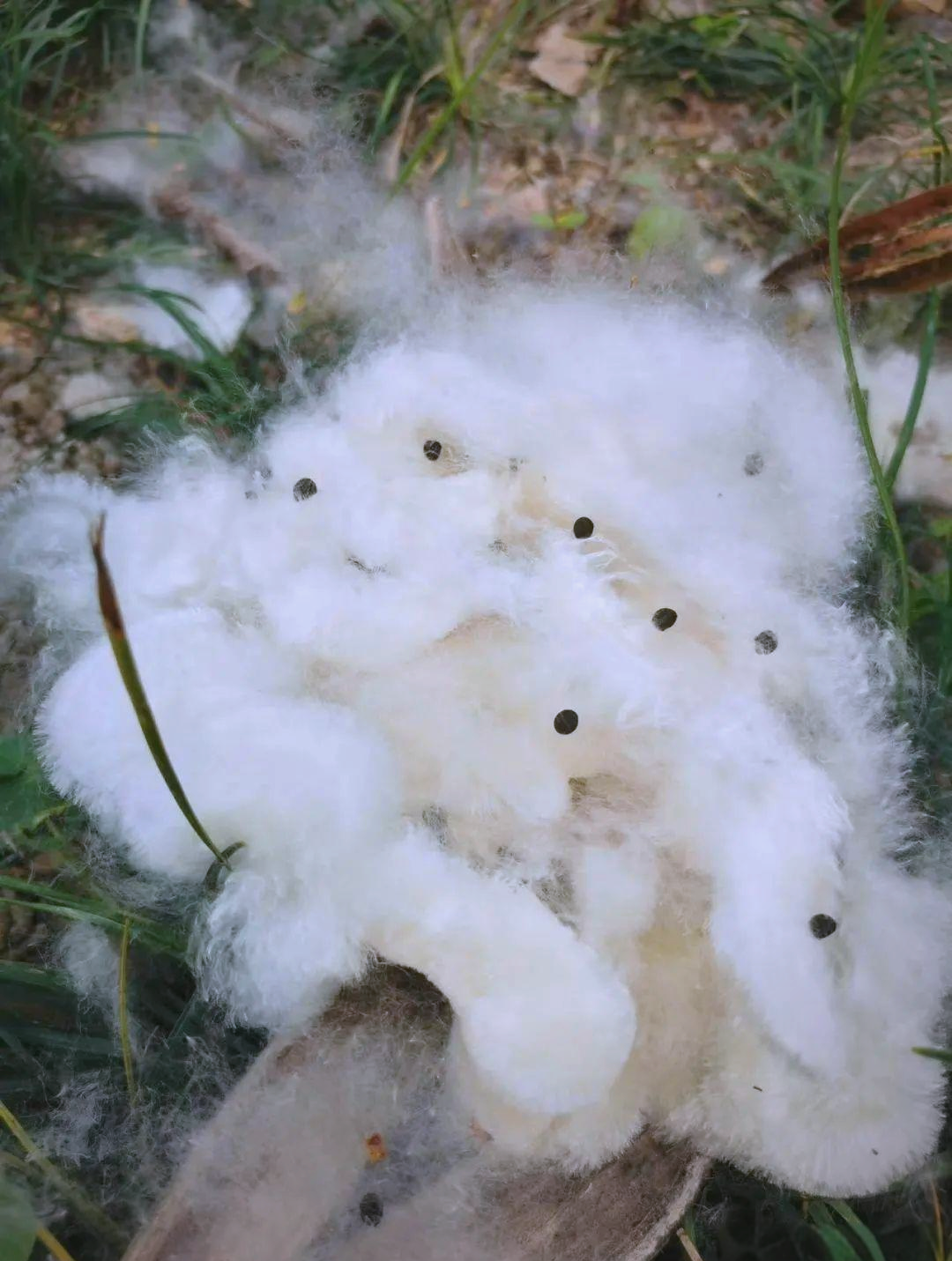 木棉花絮季节,过敏人群防护指南