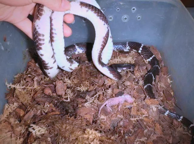 揭秘白链蛇:从外观到生活习性全面了解