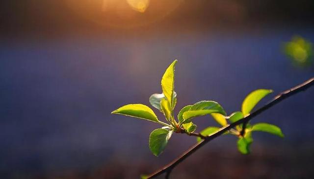 《小樓聽雨》庚子詩詞年鑑|王正寧(卷)