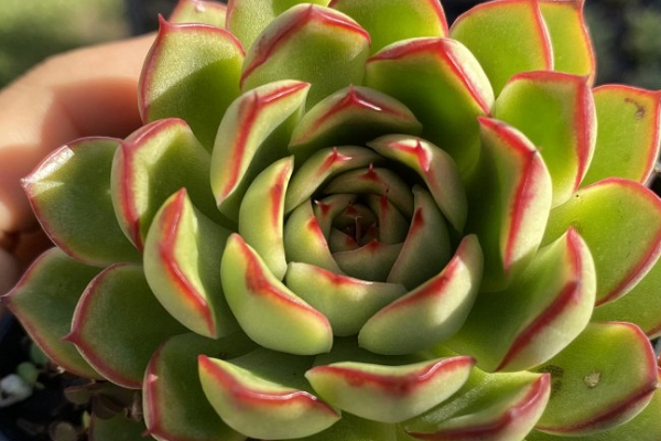 吉赛尔多肉又叫什么