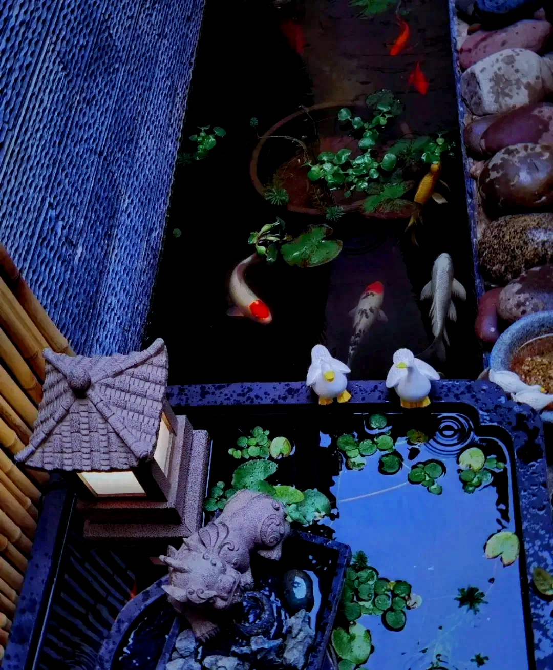 重庆美女阳台打造鱼池,创意景观获网友盛赞