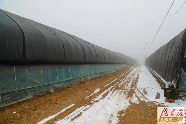 甘肃西峰区温泉镇:樱桃大棚春意浓