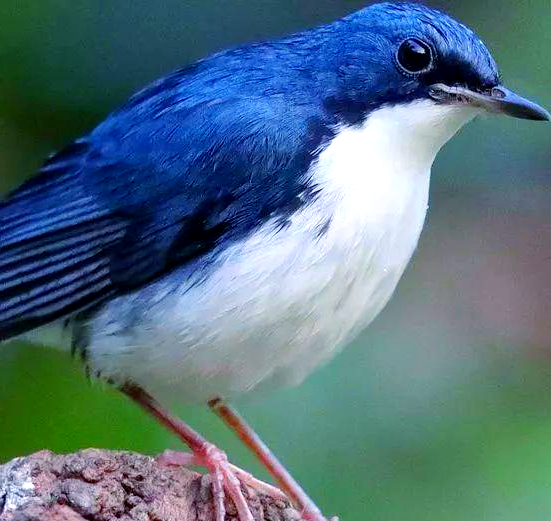 成熟雄鸟的羽毛,蓝色更深邃,白色更纯粹