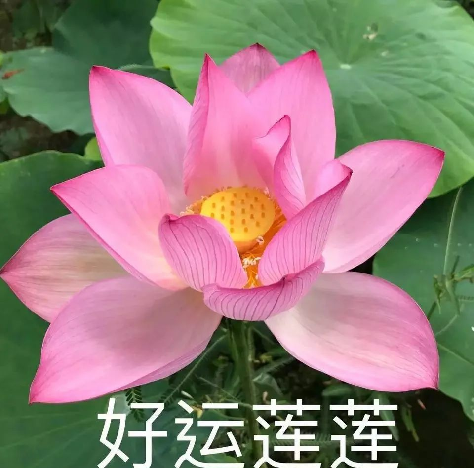 高考莲花头像争议:吉祥寓意还是避讳传统