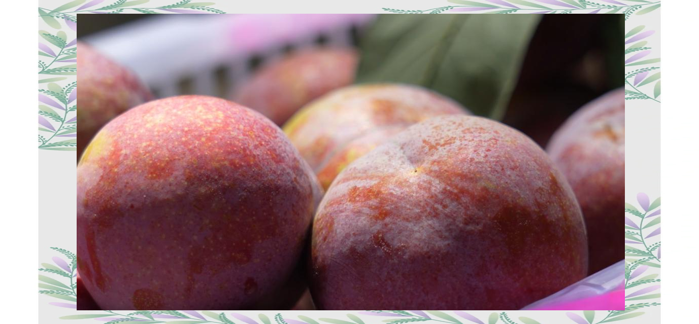 揭秘武平芙蓉李:如何从默默无闻到变身"金果果"?