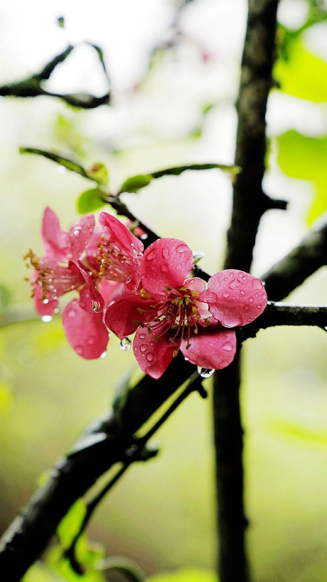 花卉春雨的图片大全图片