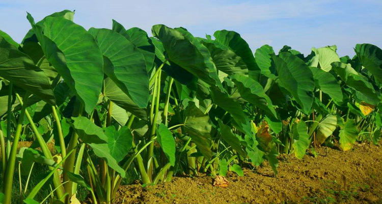 毛芋头种植技术和种精时间
