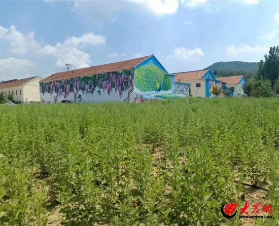 打造山区乡村振兴新样板丨潍坊临朐:小艾草助农 增收促振兴