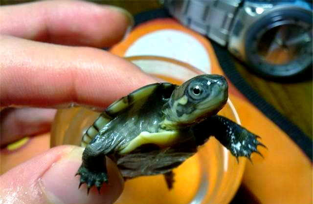 探索德州地图龟:水龟系列中的一种温顺宠物