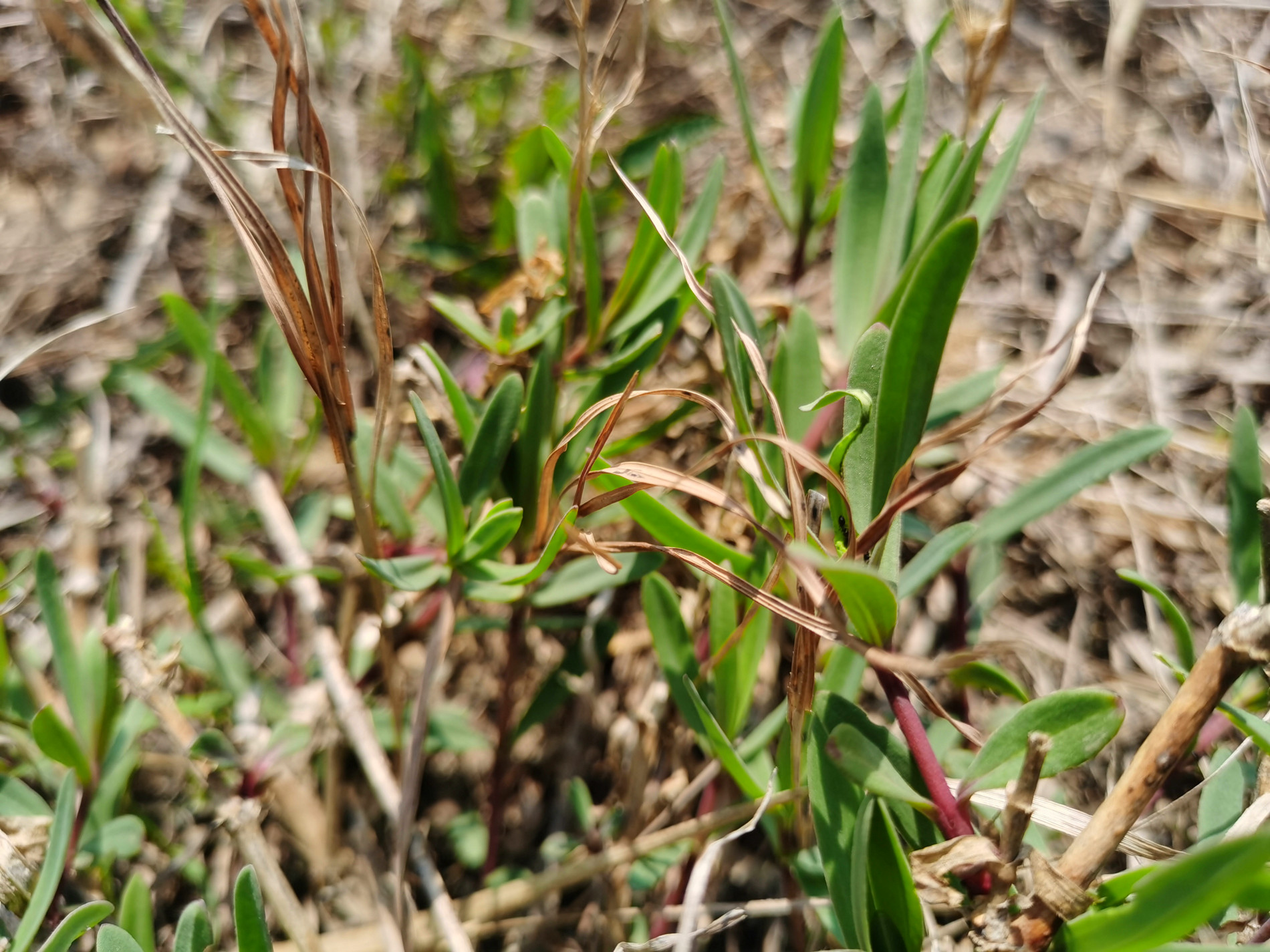 组图:在海阳乡村拍到一大片"山苜楂",学名"长蕊石头花"
