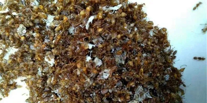 满嘴泛酸的酸蚂蚁