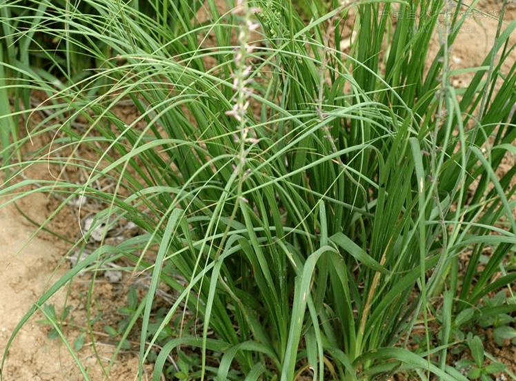 知母为百合科植物知母的干燥根茎